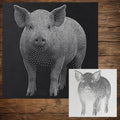 Pig reusable Mylar stencil