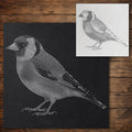 Goldfinch Bird reusable Mylar stencil