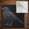 Blackbird Bird reusable Mylar stencil