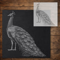 Peacock reusable Mylar stencil