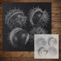 Conkers in Husks reusable Mylar stencil