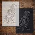 Starling reusable Mylar stencil